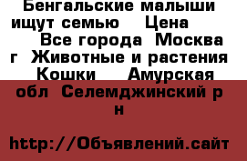 Бенгальские малыши ищут семью) › Цена ­ 5 500 - Все города, Москва г. Животные и растения » Кошки   . Амурская обл.,Селемджинский р-н